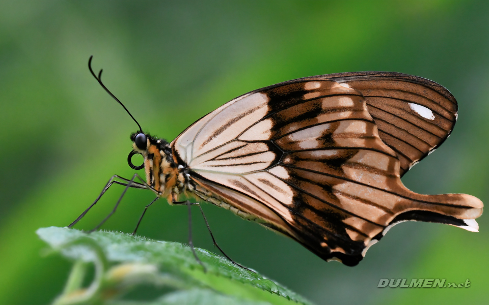 Saharan swallowtail (male, Papilo dardanus)
